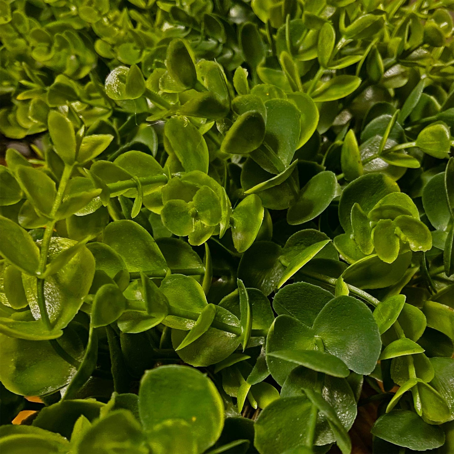 24 Inch Artificial Boxwood Wreath